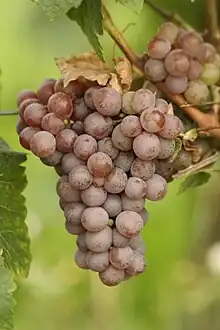「瓊瑤漿」'Gewurztraminer' Grape