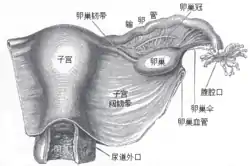 子宮和右側闊韌帶，後視圖。