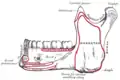 Mandible. Outer surface. Side view.