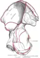 右髋骨，內表面