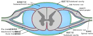 Drawing of cross-section of spinal cord