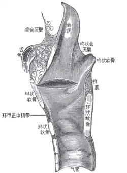 喉部及氣管上部之矢狀圖.