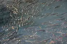 特有的青海湖裸鲤