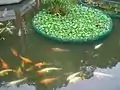 錦鯉魚池