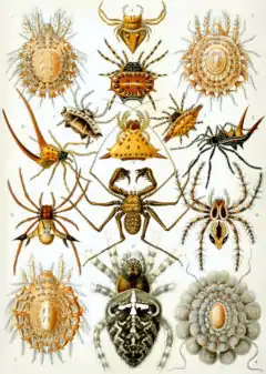 蛛形綱 （Arachnida）