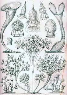 纖毛亞綱（Ciliata）