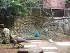 孔雀开屏