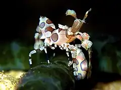 油彩蠟膜蝦Hymenocera picta