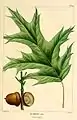 北美紅橡歷史插圖 (版26,1812)