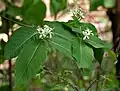 止泻木（Holarrhena pubescens）