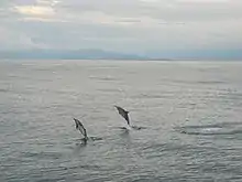 賞豚