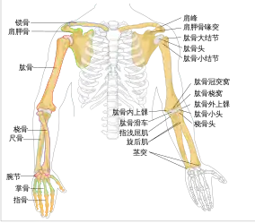 Human arm bones diagram