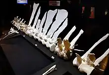 在一个博物馆的展览中,白色的脊柱模型和波浪状的神经棘帆摆在黑色背景上