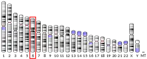 6號染色體