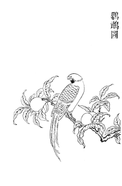 鸚鵡圖,出自《古今圖書集成·博物彙編·禽蟲典·第四十三卷》