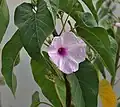 Ipomoea carnea