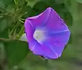 Ipomoea nil