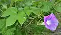 Ipomoea nil