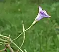 Ipomoea turbinata