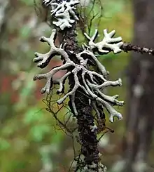 Hypogymnia，參見tubulosa與Bryoria 和Tuckermannopsis，在加拿大洛基山脈。
