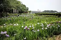 北潟湖畔的花菖蒲園