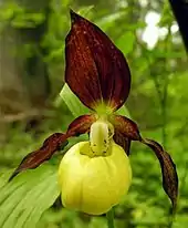 杓兰Cypripedium calceolus