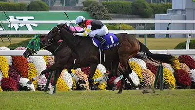 2014年冠軍「命運女神」
