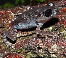 角蟾科 （Megophryidae）