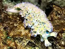 Laitue de mer (Nudibranchia)