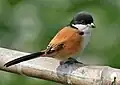tricolor race