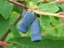 藍靛果忍冬Honeyberry