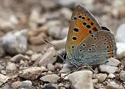 橙黃曇灰蝶Lycaena ochimus