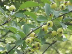 西府海棠果Midget crabapple