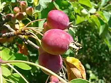 楸子Chinese crabapple