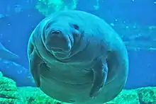 水下海牛的照片