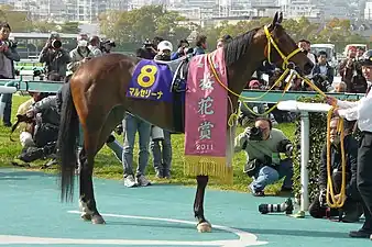2011年冠軍「馬莎蓮娜」
