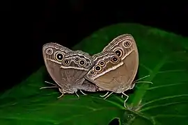 交尾