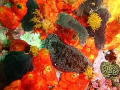 兩隻海參：紅色的是Pseudocnella insolens（英语：），深色的是Pentacta doliolum