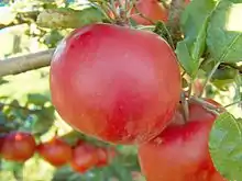 「旭蘋果」'McIntosh Red' Apple