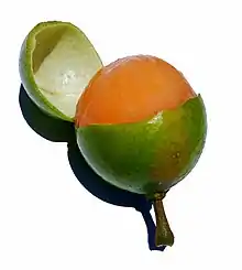 西班牙青檸Spanish lime