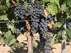 「梅洛葡萄」'Merlot' Grape