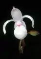 墨西哥兜兰Mexipedium xerophyticum
