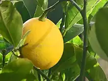 梅爾檸檬Meyer lemon