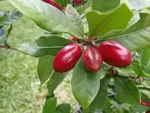 神秘果Miracle fruit