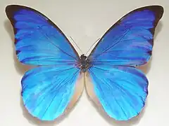 美神閃蝶Morpho anaxibia
