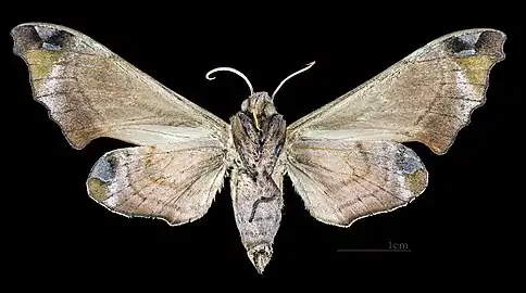 Morwennius decoratus  ♀ △