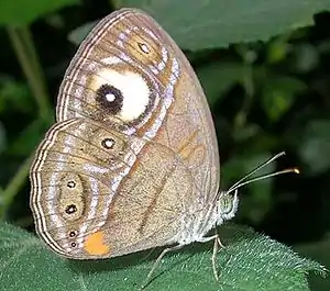 沉瞳眉眼蝶Mycalesis patnia