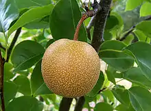 沙梨Asian pear