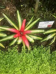 Neoregelia eleutheropetala五彩鳳梨