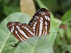 交尾